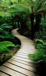 pic for Jungle Path 768x1280